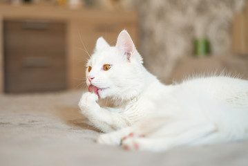 eyes blue kitty cat animal