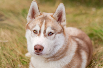 animal dog husky siberian 