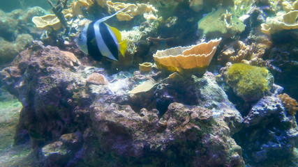 Fototapeta na wymiar tropical fish swimming near corals