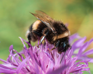 bee on a flower