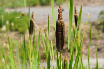 A great reedmace also called common cattail