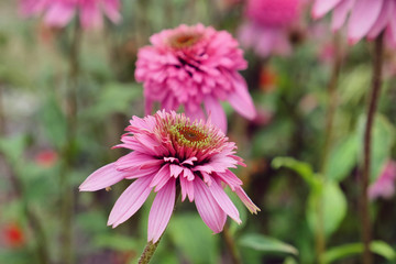 Obraz premium Pink Echinacea purpurea 'Razzamatazz' coneflower in bloom in the summer months