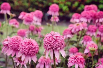 Obraz premium Pink Echinacea purpurea 'Razzamatazz' coneflower in bloom in the summer months