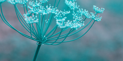 Close up of blooming dill flowers isolated on blurred background.