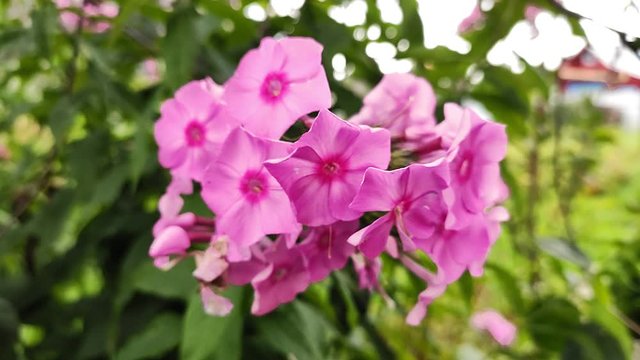Blooming fuchsia phlox in the garden.