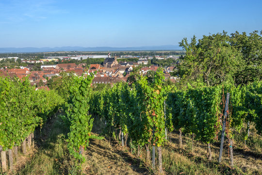 Vignoble alsacien