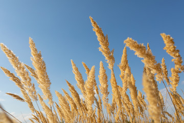 Fototapeta premium Flowering Wood Small-reed (Calamagrostis epigejos) against the blue sky. Selective focus