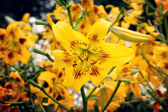 'Yellow Bruse' lily in bloom in the summer months