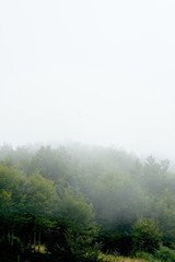 Paisaje de bosque con niebla entre los árboles al atrdecer 