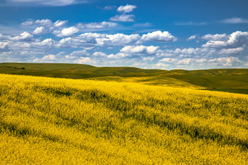 Summer in Palouse Washington during canola bloom