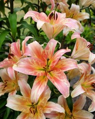 'Zelmira' peach lily in bloom in the summer months