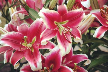 'Flashpoint' deep pink and white  lily in bloom in the summer months