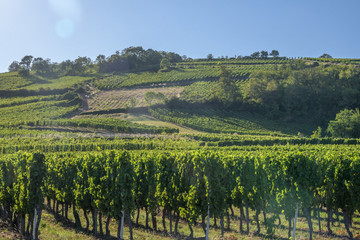 Naklejka premium Vignoble alsacien