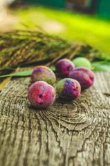 Plum on a bench in the village