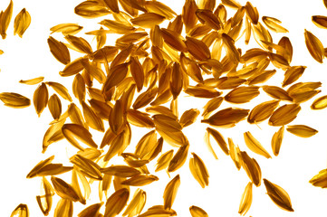 brown rice back light. Rice is the most consumed cereal by the human population in the world and is the basis of Asian cuisine. It is the main food for about half of the world's population