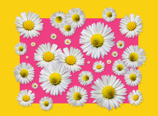 group of cheerful daisies on a bright yellow-pink background