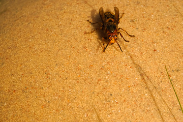 Hornet