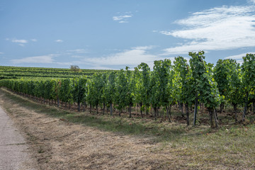 Fototapeta premium Vignoble alsacien