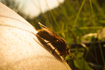 Hornet Sting in detail