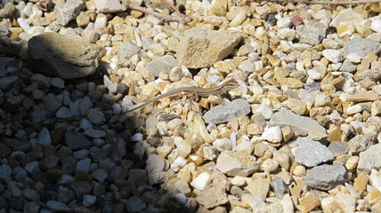 Eidechse auf Steinen