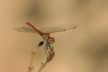 A dragonfly laid on a flower bud