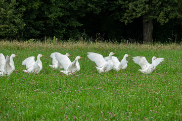 white goose (Anser anser domesticus) on a meadow