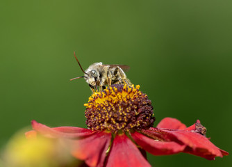 Long-horned Bee, male Melissodes, on a red Helenium flower. 