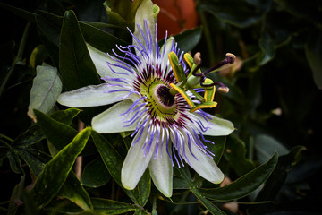 Beautiful passionflower flower surrounded by green leaves