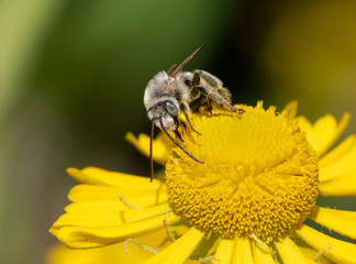 Long-horned Bee, male Melissodes, on a yellow Helenium flower with green background
