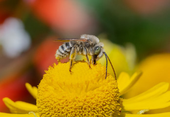 Long-horned Bee, male Melissodes, on a yellow Helenium flower. 