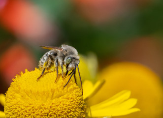 Long-horned Bee, male Melissodes, on a yellow Helenium flower. 