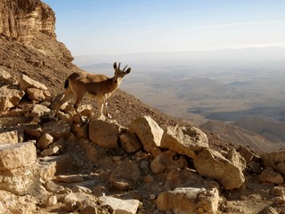 deer in the mountains
