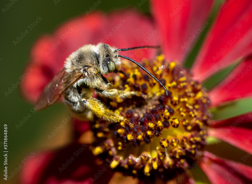 Wall mural Long-horned Bee on a red flower (Melissodes on Helenium)