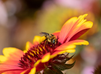 Melissodes, Long-horned Bee, gathering pollen and nectar on a Blanketflower (gaillardia)