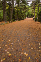 Bridge at Bubble Pond, Acadia National Park, Maine