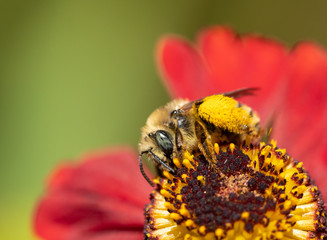 Long-horned Bee, female Melissodes, on a red Helenium flower with yellow pollen on its hind legs

