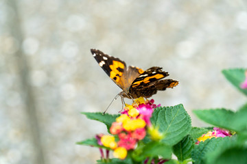 アカタテハとランタナの花