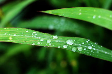Naklejka premium green fresh grass with water drops