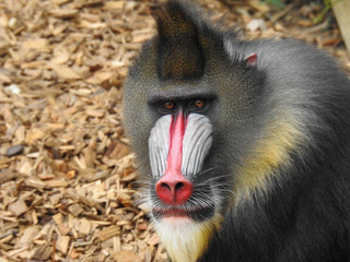 Male mandrill with a golden beard