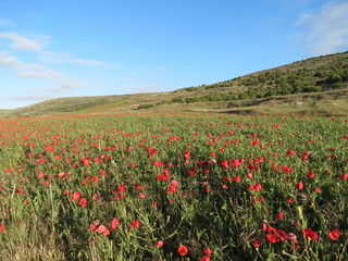 Red poppy field
