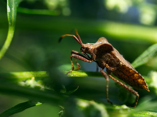 the bug on a leaf