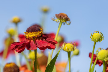 Red Helenium flowers against a blue sky