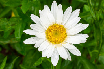Fototapeta premium Flower daisy close-up against the background of green foliage