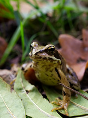 frog on a leaf