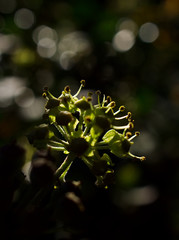 flower in the garden