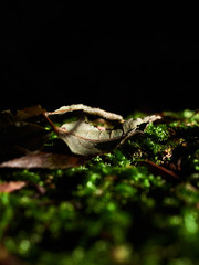 green leaf with water drops