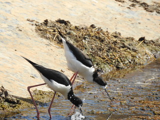 Hawaiian stilts courting