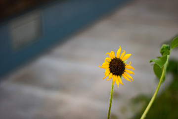 Sunflower With Sidewalk Background Summer