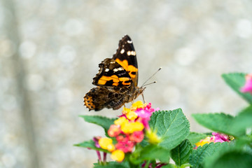 アカタテハとランタナの花