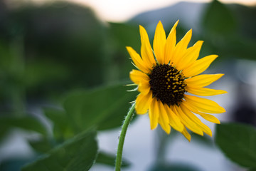 Sunflower with Mountain Background